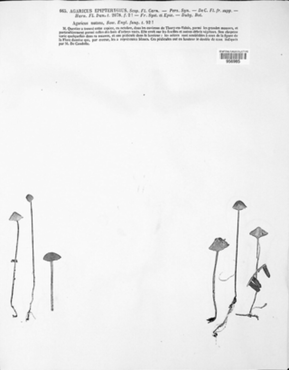 Mycena epipterygia image